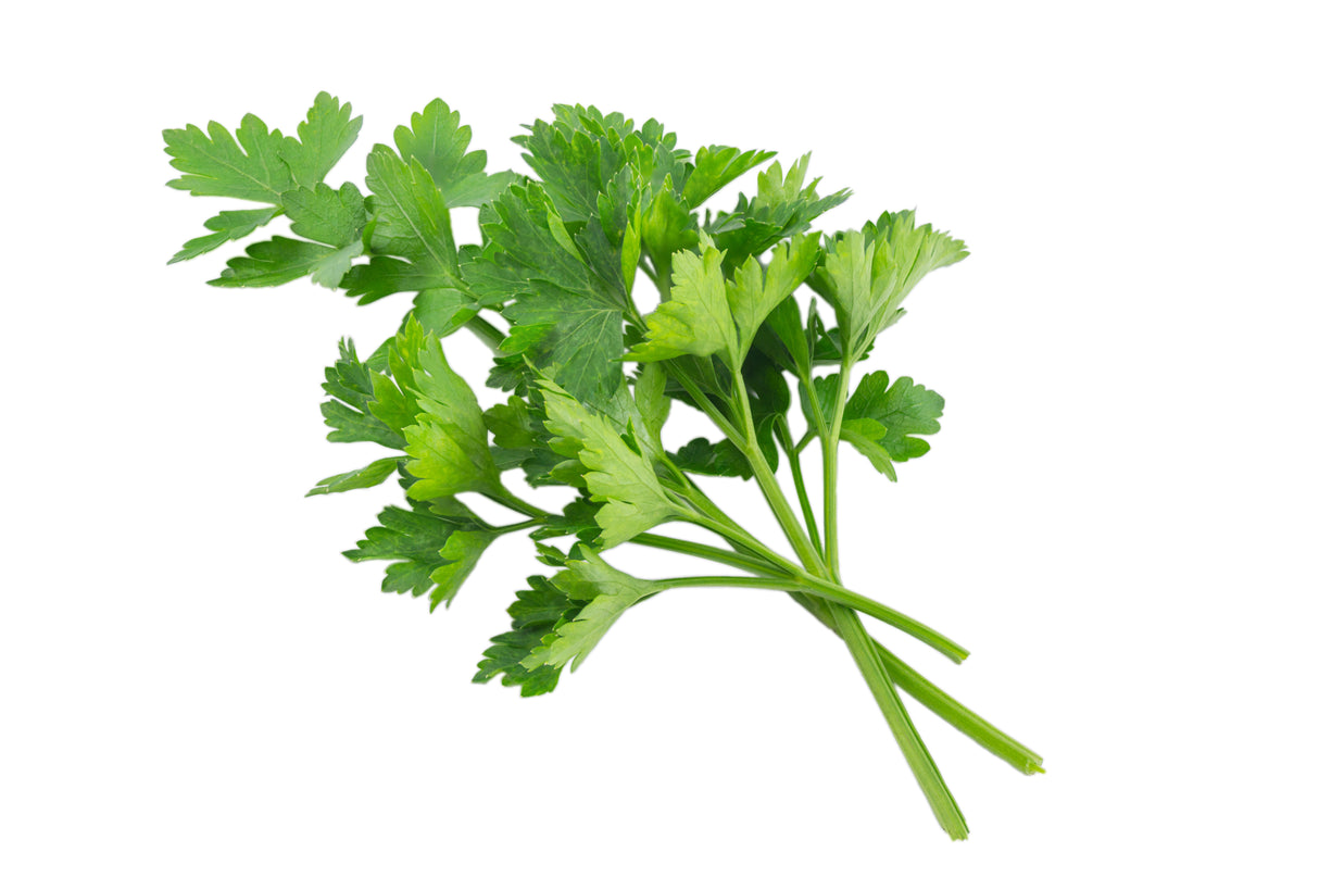 Continental Parsley (Bunch)
