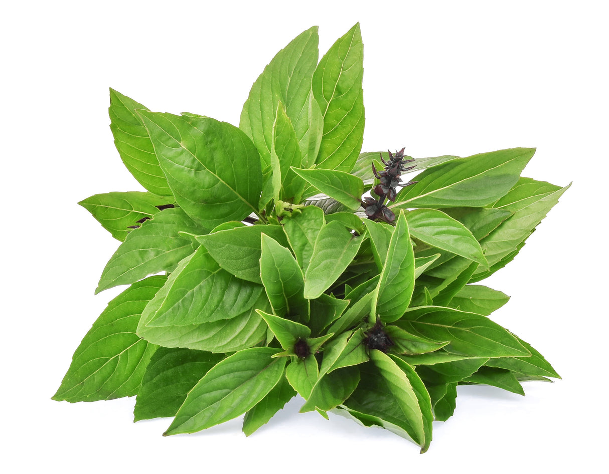 Thai Basil (Each)