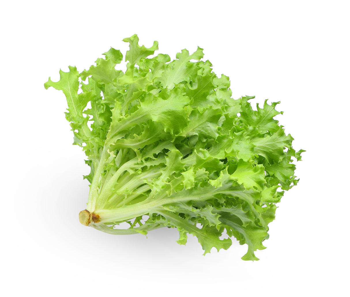 Oak Lettuce (Each)