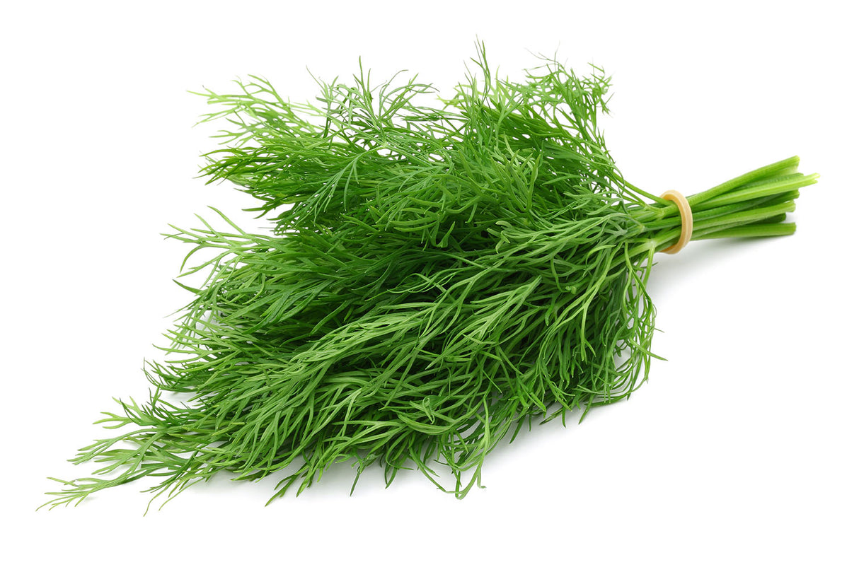 Dill (Bunch)